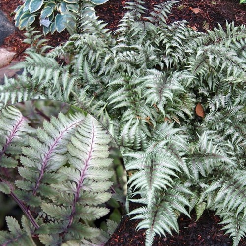 Athyrium niponicum 'Metallicum' - Nipponi naistesõnajalg 'Metallicum' P11/0,75L Athyrium niponicum 'Metallicum' - Nipponi naistesõnajalg 'Metallicum' P11/0,75L